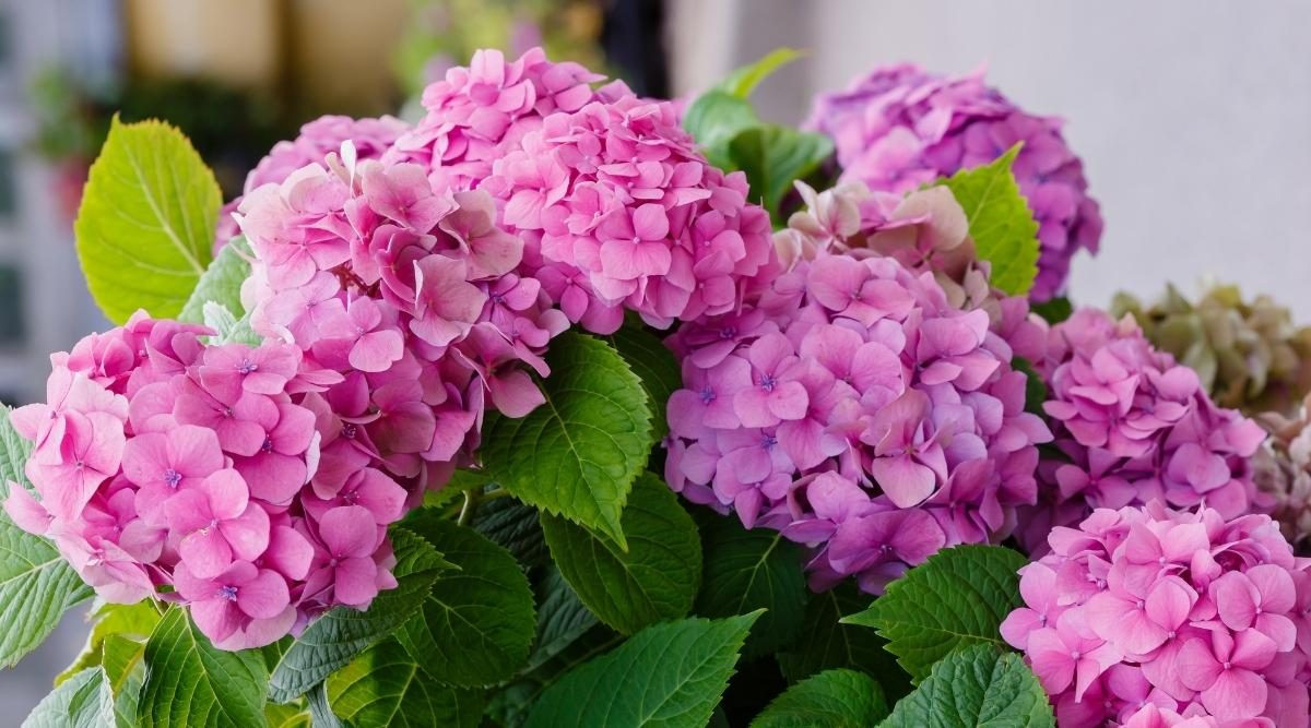 How To Plant, Grow, And Care For Hydrangeas In Your Garden