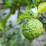How To Plant, Grow, And Care For Kaffir Lime Trees
