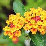 How To Plant, Grow, And Care For Lantana Plants