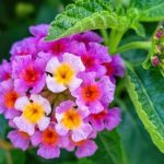 How To Plant, Grow, And Care For Lantana Plants