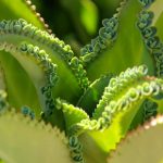 How To Plant, Grow, And Care For Mother Of Thousands Plants