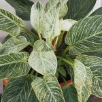 How To Plant, Grow, And Care For Philodendron Birkin