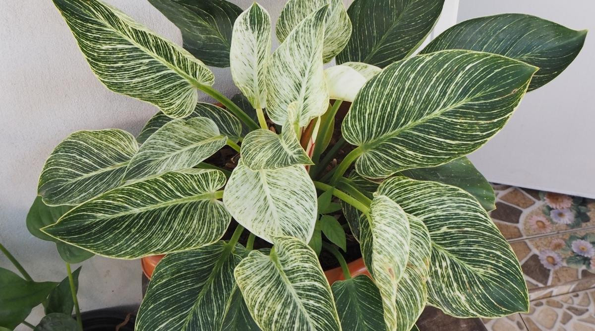 How To Plant, Grow, And Care For Philodendron Birkin