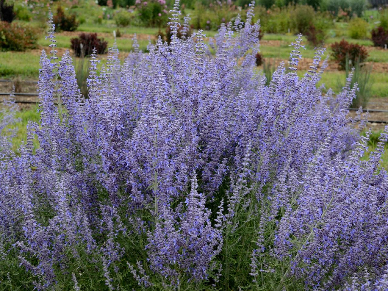 How To Plant, Grow And Care For Russian Sage | Hgtv