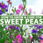 How To Plant, Grow, And Care For Sweet Pea Flowers | Gardener'S Path