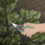 How To Plant Pine Trees (With Pictures) – Wikihow