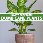 How To Propagate Dieffenbachia To Grow Extra Dumb Cane Plants