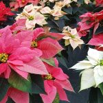 How To Select A Poinsettia | My Garden Life