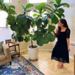 How To Take Care Of A Fiddle Leaf Fig Tree – The Fitnessista