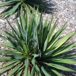 How To Take Care Of A Yucca Plant – Dengarden