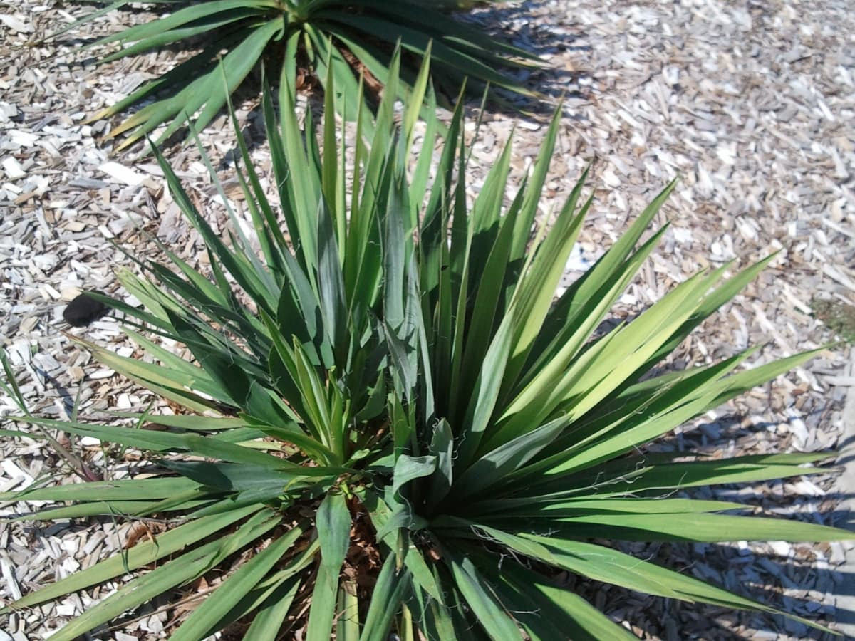 How To Take Care Of A Yucca Plant - Dengarden