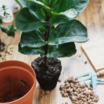 How To Take Care Of Fiddle Leaf Fig | Hgtv