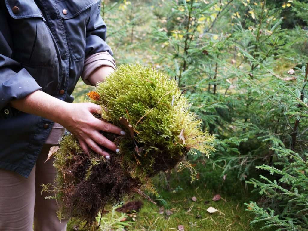 How To Use Sphagnum Moss For Your House Plants – The Urban Sprout