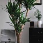 How To Water Yucca Plants Indoors – Gardener Report