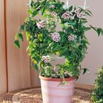 Hoya Bella – Flowering Plants | Unique And Attractive Flowering Plant