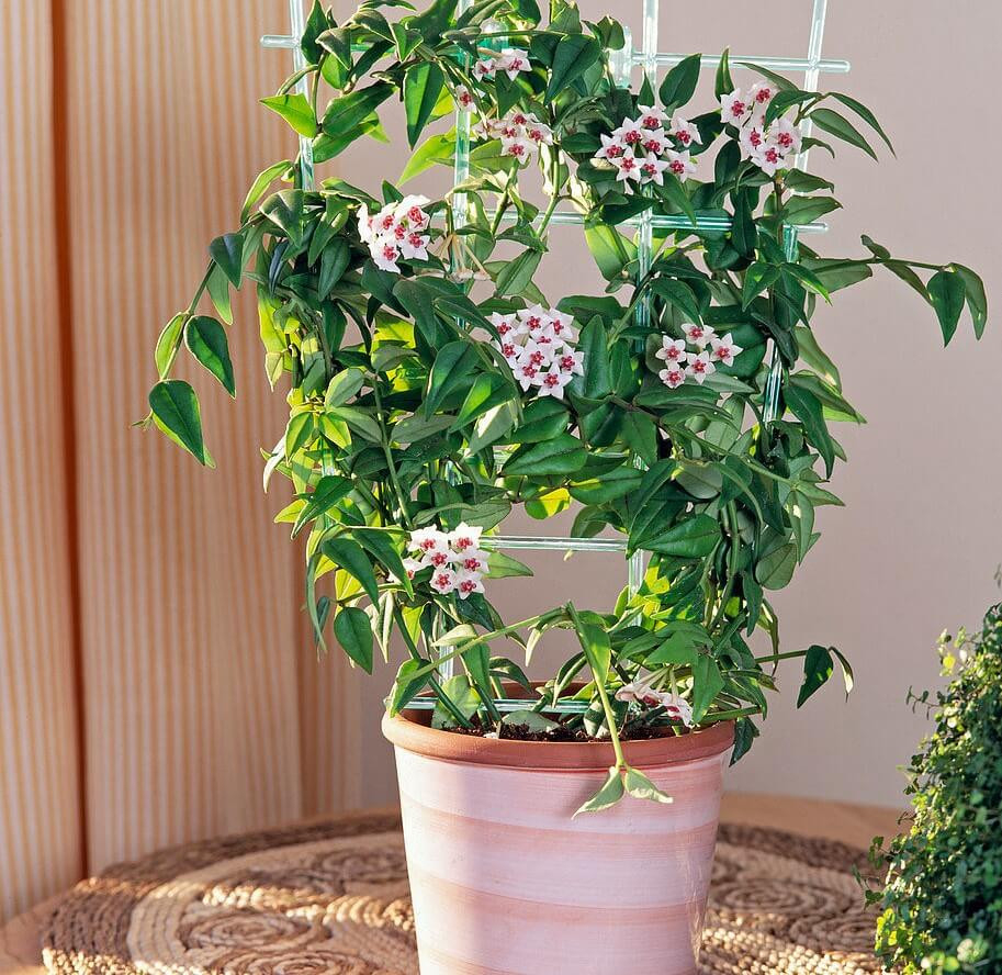 Hoya Bella - Flowering Plants | Unique And Attractive Flowering Plant