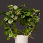 Hoya Carnosa Or Porcelain Flower Care Guide