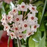 Hoya Carnosa Wax Plant Vine: Easy Growing And Caring Tips | Florgeous