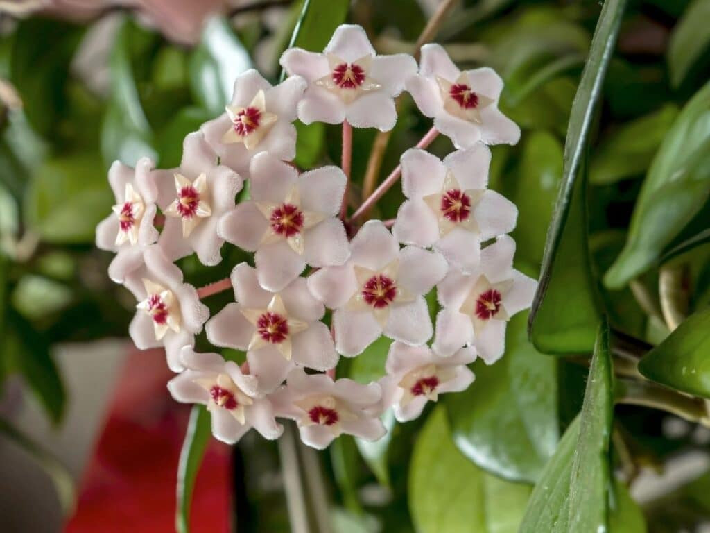 Hoya Carnosa Wax Plant Vine: Easy Growing And Caring Tips | Florgeous