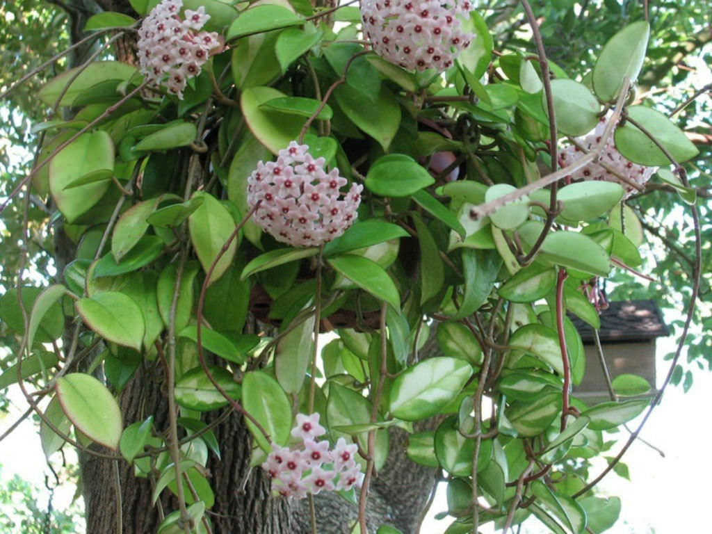 Hoya Carnosa (Wax Plant) – World Of Succulents