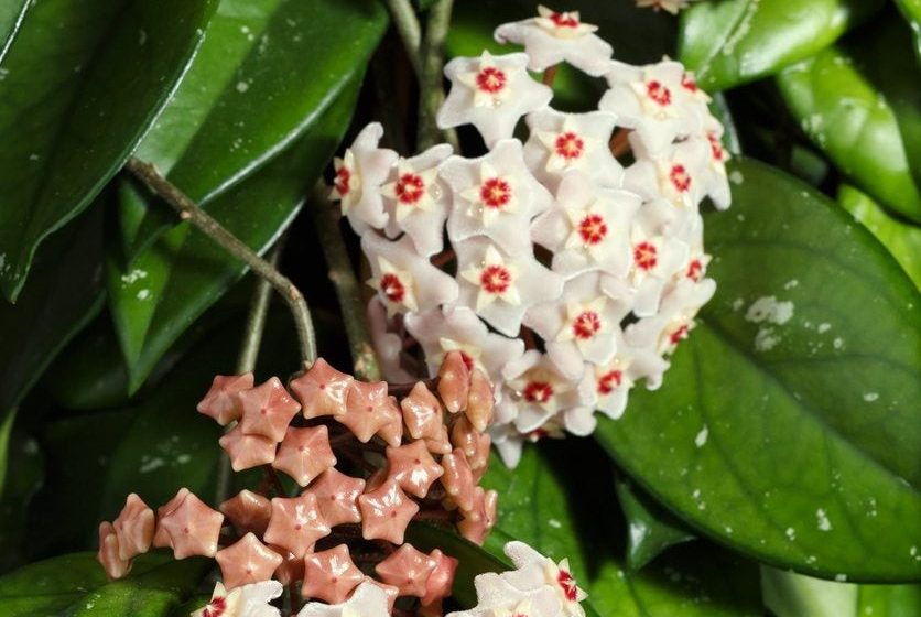  Hoya Carnosa Plant