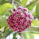 Hoya Plant: Plant Care & Growing Guide