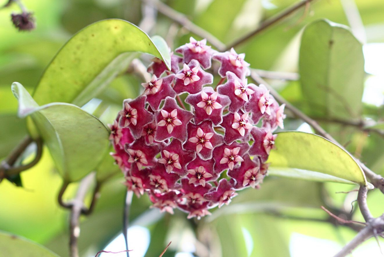 Hoya Plant: Plant Care & Growing Guide