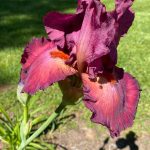 Htbearded Iris Care – Learn About Growing Bearded Iris Flowers