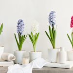 Hyacinth Care Guide (Before And After Flowering)