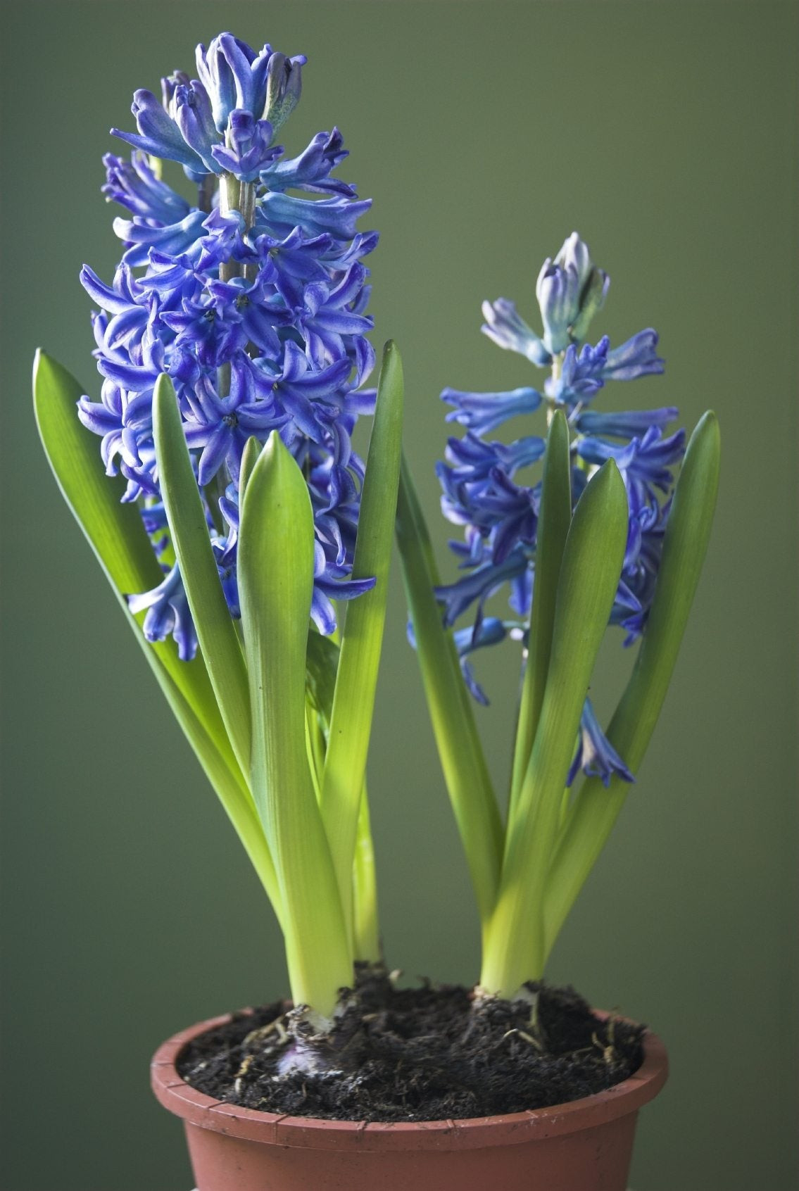 Hyacinth Care Indoors After Flowering – What To Do With Indoor
