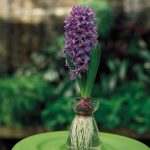 Hyacinth | Description & Facts | Britannica