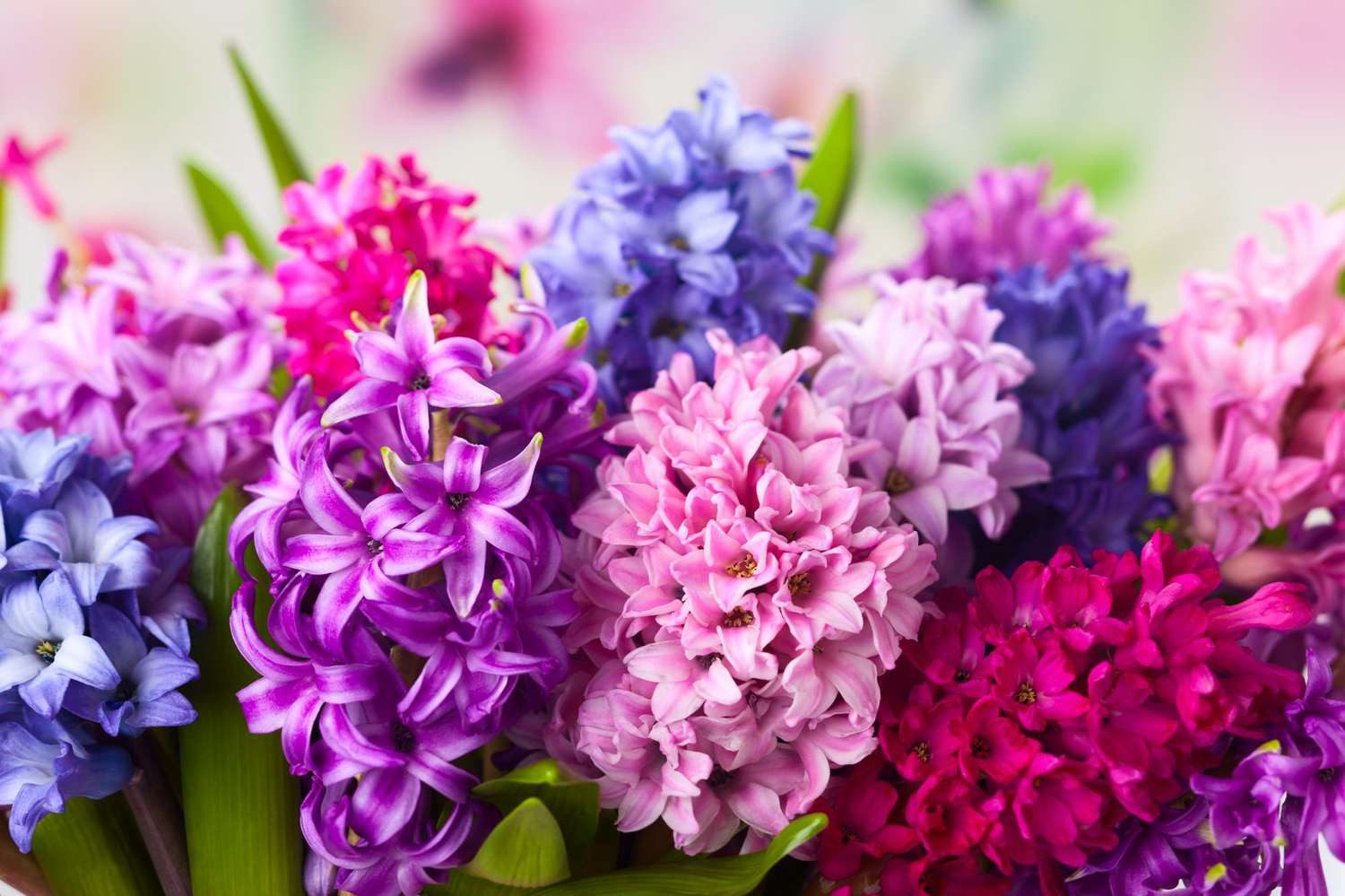 Hyacinth Flower: How To Grow And Care For Hyacinth Plant