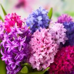 Hyacinth Flower: How To Grow And Care For Hyacinth Plant