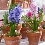 Hyacinth Plant Guide: How To Grow Hyacinths | Bbc Gardeners World
