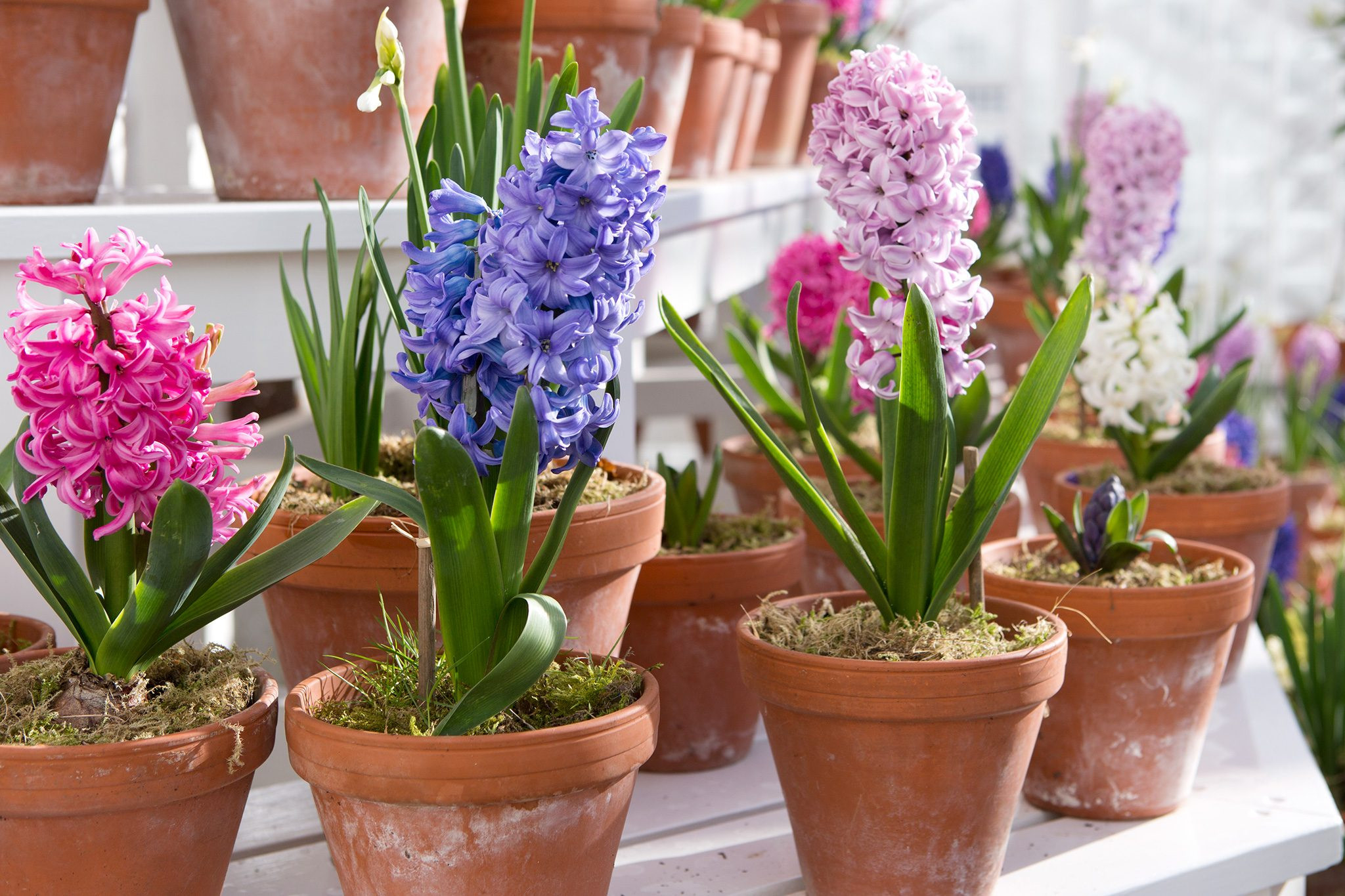 Hyacinth Plant Guide: How To Grow Hyacinths | Bbc Gardeners World