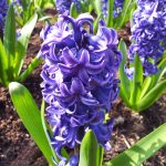 Hyacinth (Plant) - Wikipedia