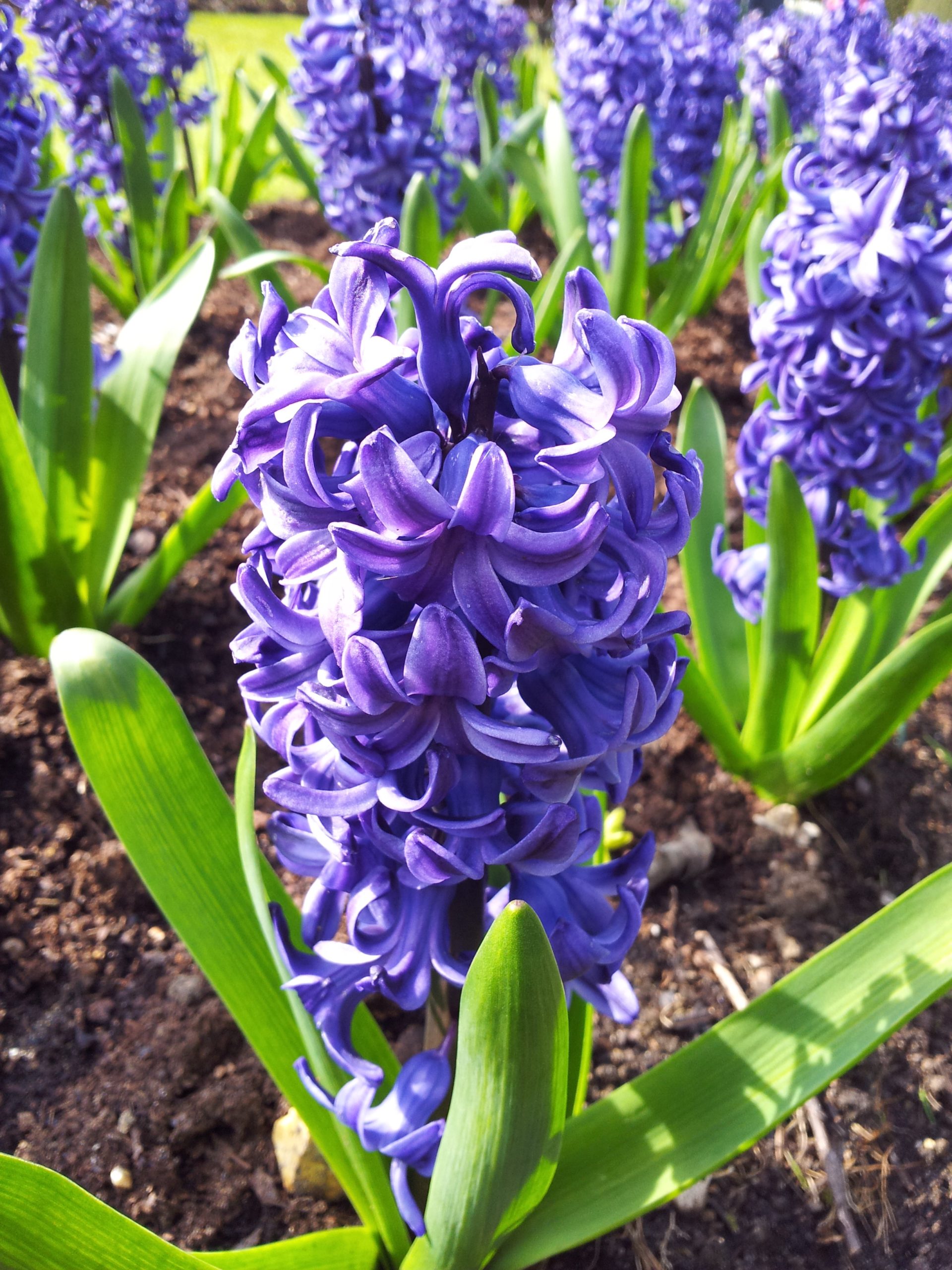 Hyacinth (Plant) – Wikipedia