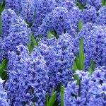 Hyacinths: How To Plant And Care For Hyacinth | Hgtv