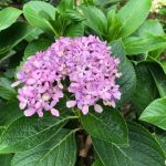 Hydrangea Bush: How To Grow And Care (Stepstep) | Florgeous