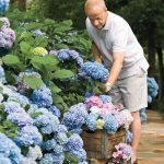 Hydrangea Care Ã Pruning & Blooming Tips