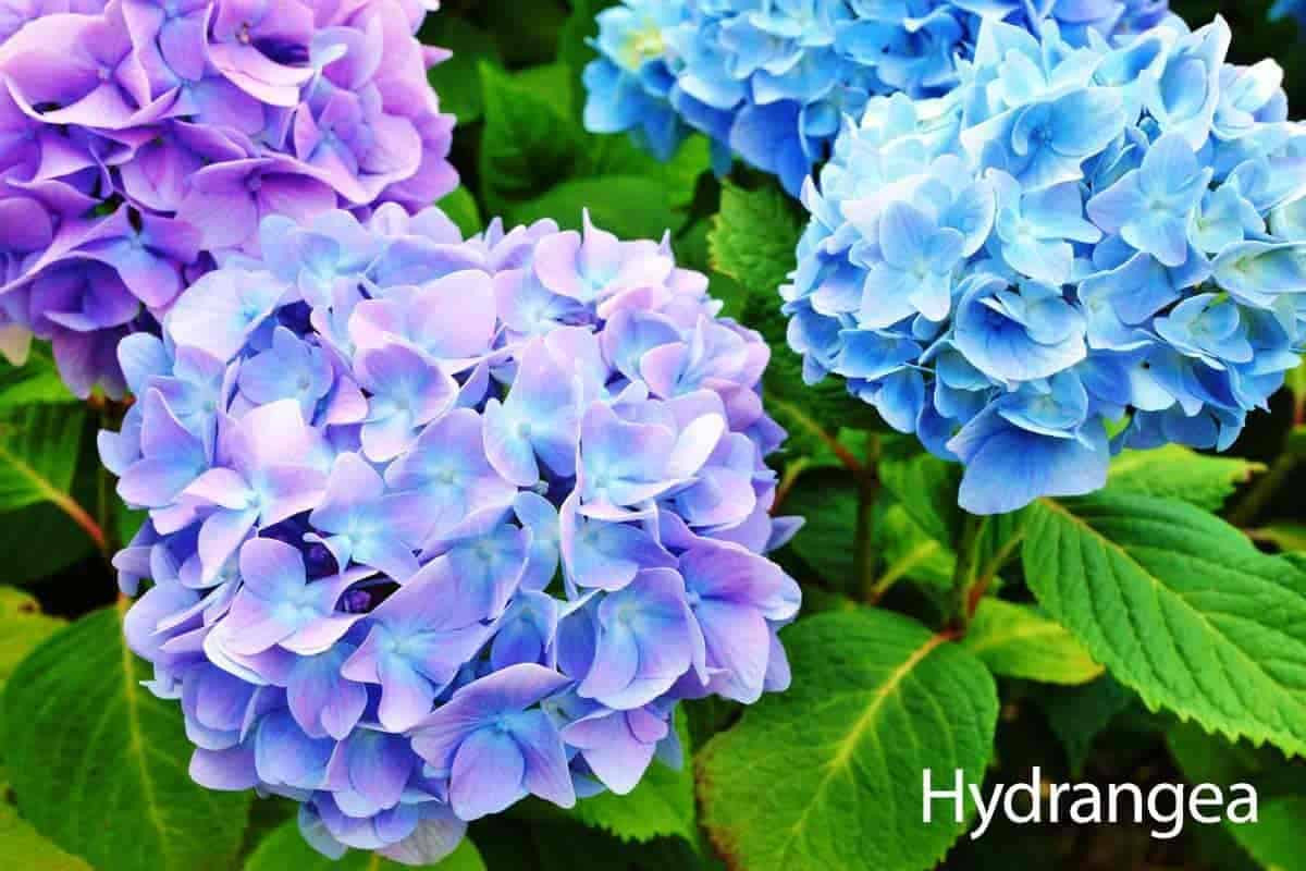 Hydrangea Care Guide: How To Grow The Hydrangea Plant