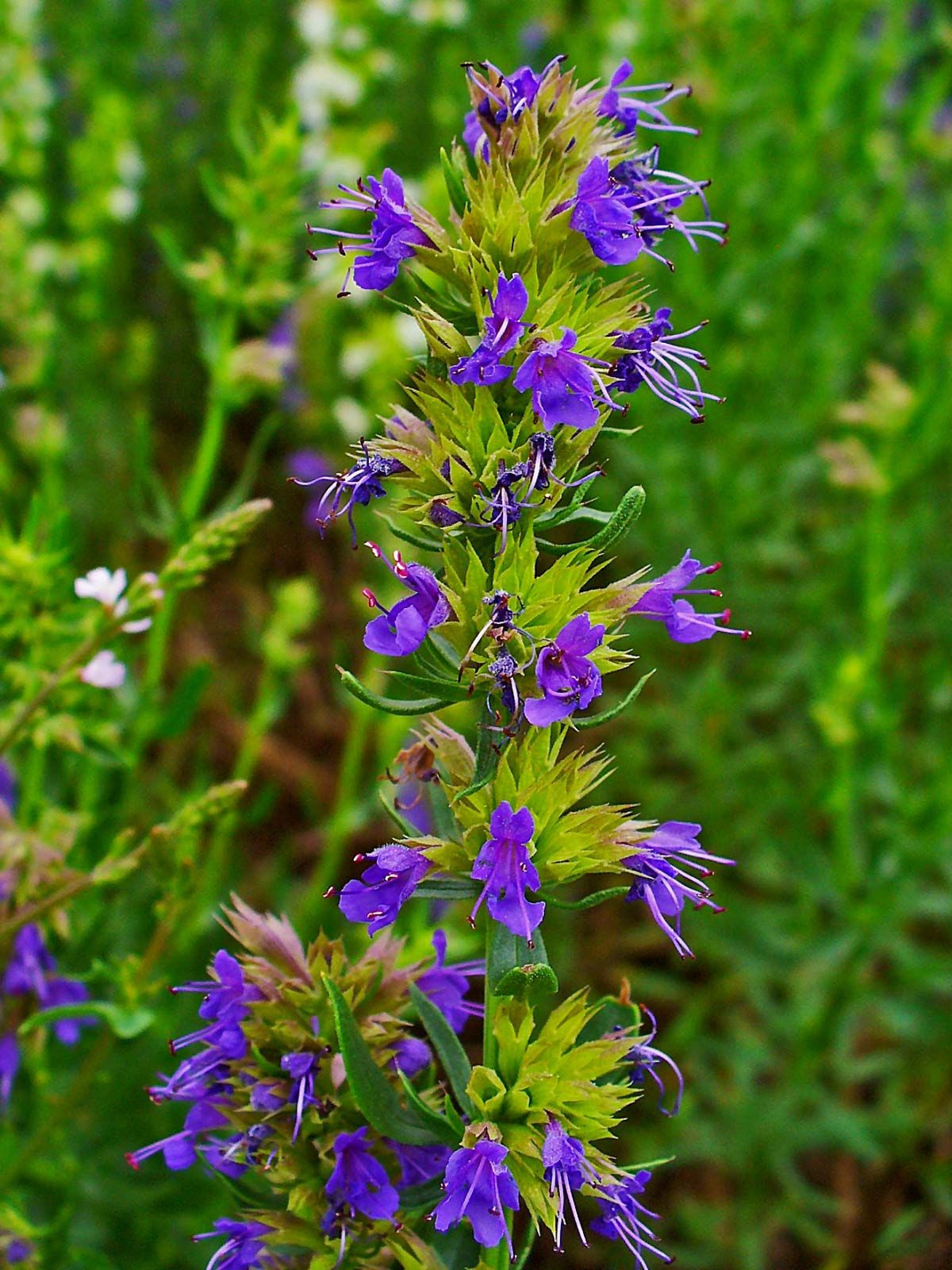 Hyssop | Definition, Uses, In The Bible, Smell, & Facts | Britannica