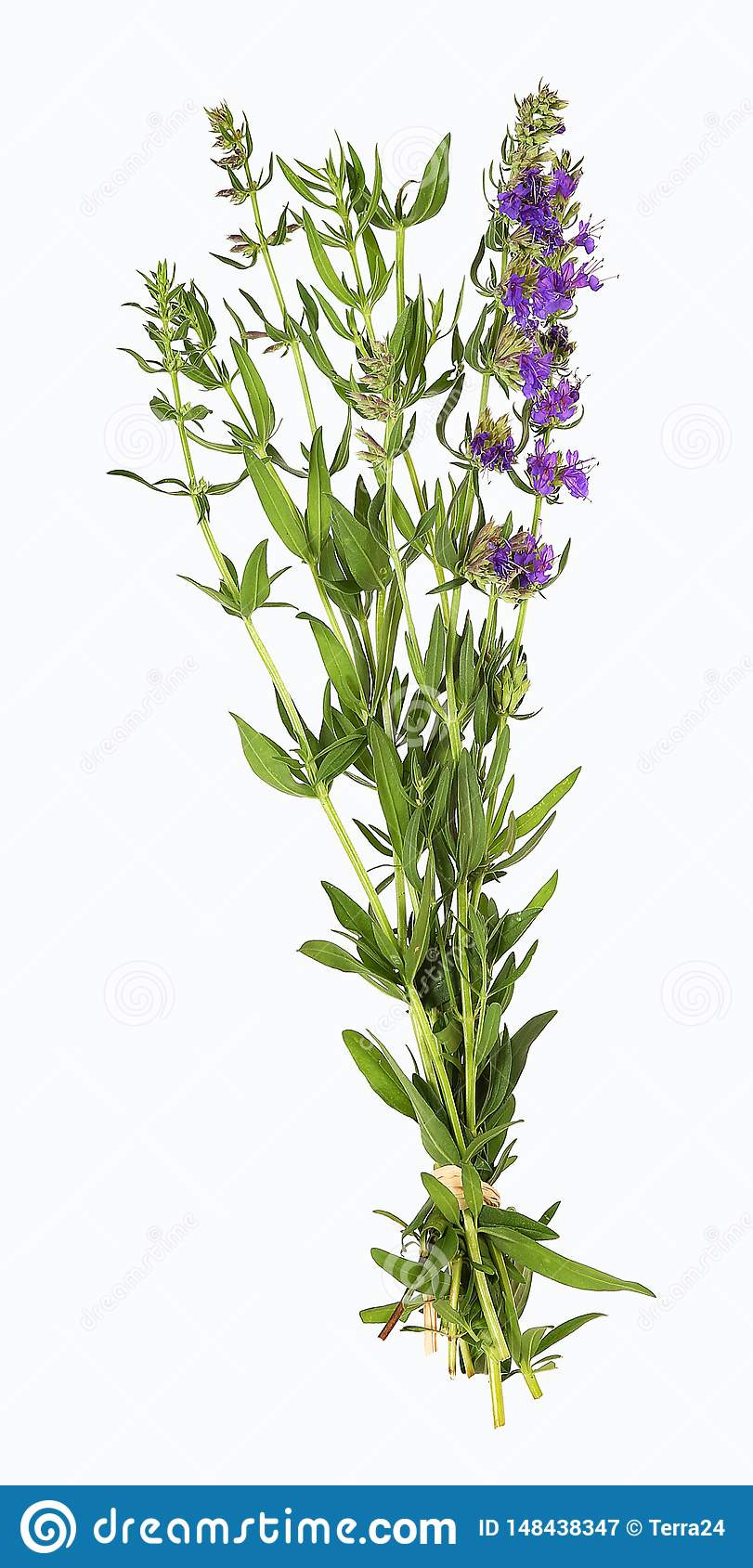 Hyssop Herb Plant, Isolated Stock Image – Image Of Leafs, Stalk