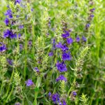 Hyssop: Plant Information And Grow Guide | Bbc Gardeners World
