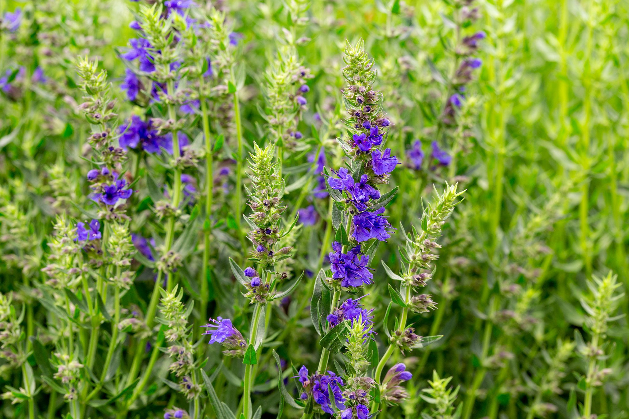 Hyssop: Plant Information And Grow Guide | Bbc Gardeners World