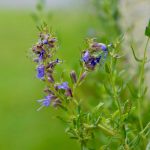 Hyssop, The Ear Nose Throat Heal All Plant, Growing And Usage Guide
