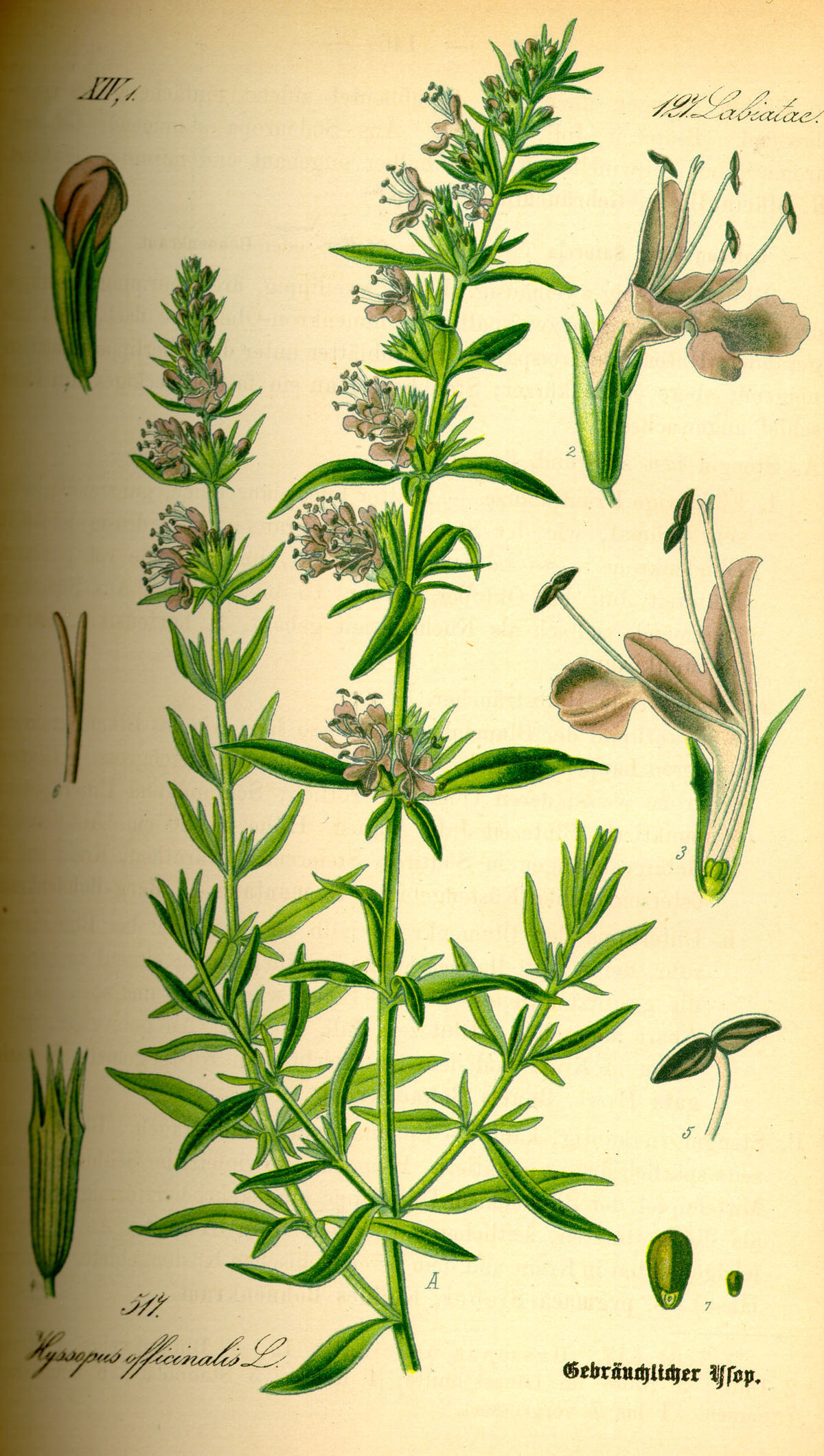 Hyssopus Officinalis - Wikipedia