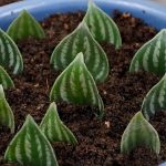 I Tried To Propagate Peperomia Argyreia Or Watermelon Peperomia In Soil And  Water From Leaf Cuttings