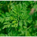 Ijms | Free Full Text | Artemisia Annua, A Traditional Plant