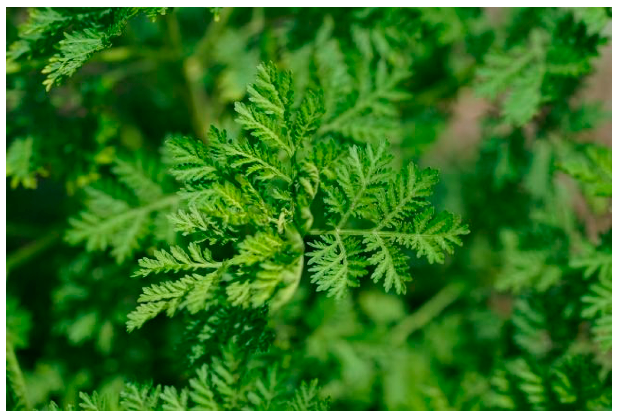 Ijms | Free Full Text | Artemisia Annua, A Traditional Plant